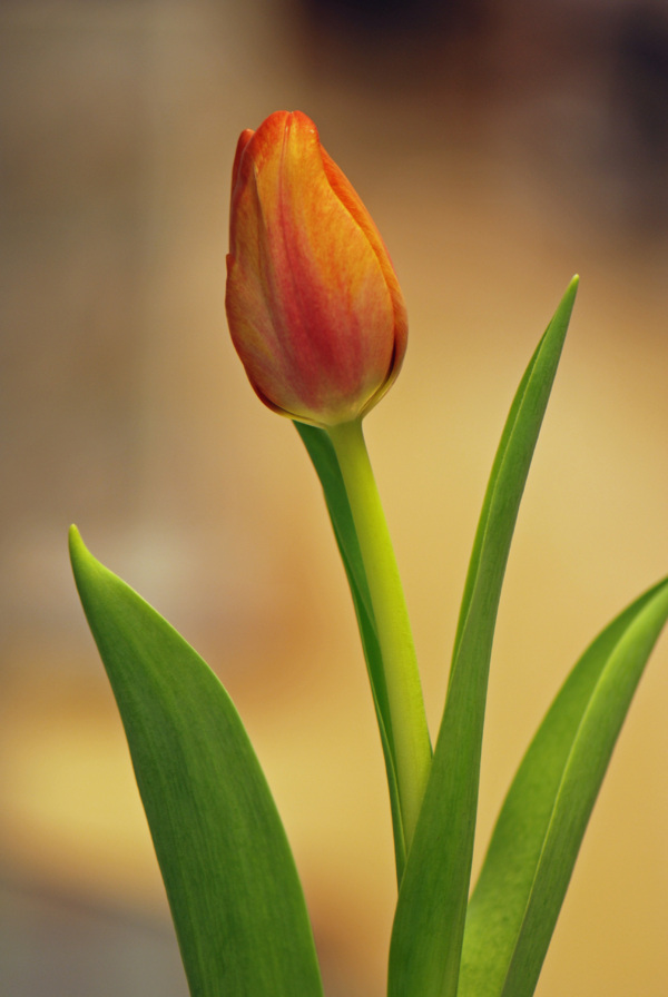 tulipa