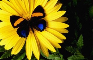 Butterfly on Yellow Daisy